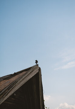 Lonely crow perched on a weathered wooden rooftop under a blue sky