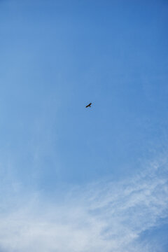 Soaring eagle against blue sky symbolizes freedom