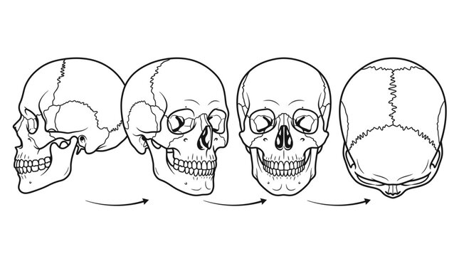 Human Skull Anatomy Diagram - Multiple Views: Side, 3/4, Front, Back