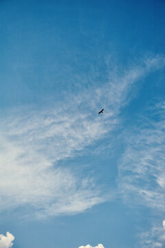 Soaring eagle against blue sky symbolizes freedom