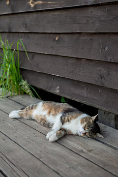 Sleeping cat on the rustic porch enjoys relaxation