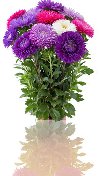 A vibrant bouquet of multi-colored aster flowers against a bright background, with reflection