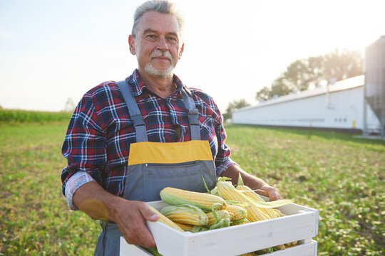 Farmer holding a full crate of corn cobs on the field
