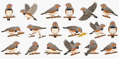 Fototapeta premium Set of zebra finches in various poses, including perching, flying, and eating, on a transparent background.