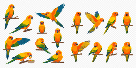 Collection of vibrant sun conure parrots in various poses on branches and in flight, isolated on a transparent background. © Akun