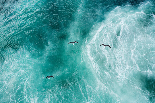 Three seagulls flying over North Atlantic