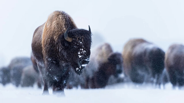 American Bison herd trudging through blizzard conditions in winter snowstorm, snow-covered Great Plains, United States
