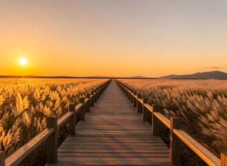 Obraz premium Minimalist autumn landscape of straight wooden boardwalk through glowing silver grass field at sunrise