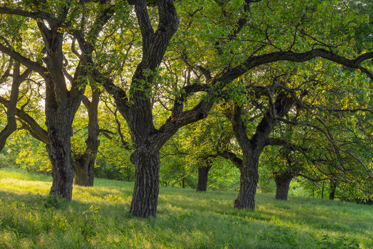 Common walnut trees grow in a green meadow in Bavaria
