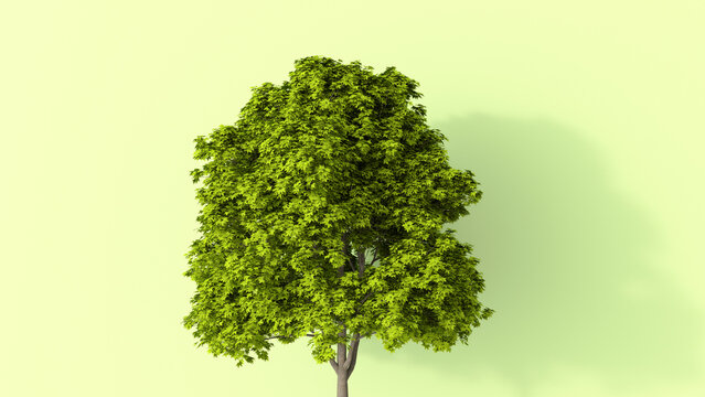 3D rendering, Lush tree in summer