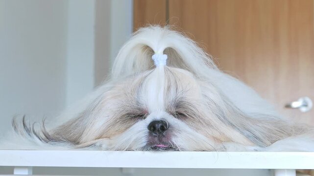 Close-up of cute long-haired Shih Tzu dog with a topknot lying on table.
