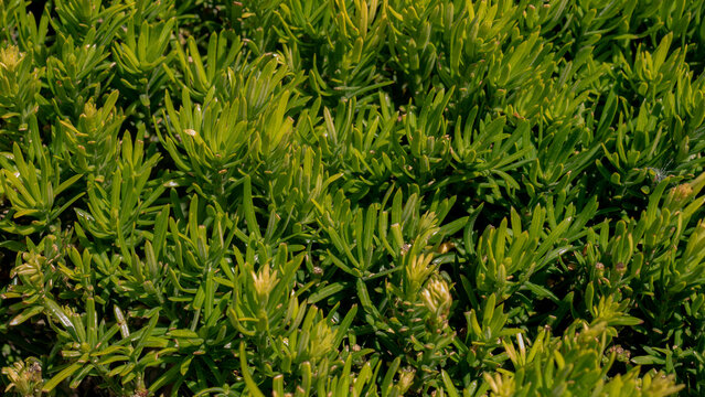 Coastal Halophyte Shrub Close-Up &mdash; Frankenia sp. Sea Heath Dense Green Foliage Texture, Atlantic Dune Flora, Portugal