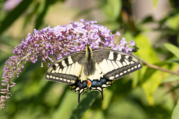 Machaon (Papilio machaon) Papilio machaon on an unidentified flower or plant  © Eric