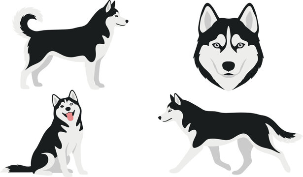 Siberian husky dog vector illustration set with flat black and white malamute puppy avatar standing walking side view and sitting happy.