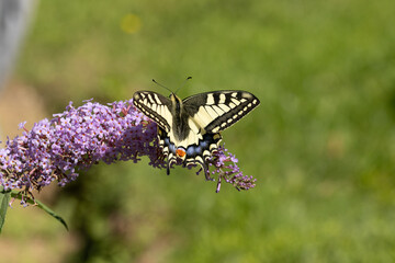 Machaon (Papilio machaon) Papilio machaon on an unidentified flower or plant  © Eric