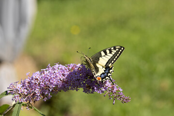 Machaon (Papilio machaon) Papilio machaon on an unidentified flower or plant  © Eric