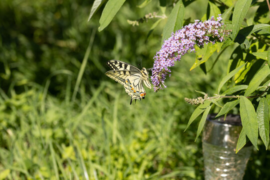Machaon (Papilio machaon)
Papilio machaon on an unidentified flower or plant
