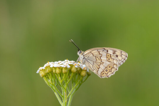 
Satyridae / Anadolu Melikesi / Balkan Marbled White / Melanargia larissa