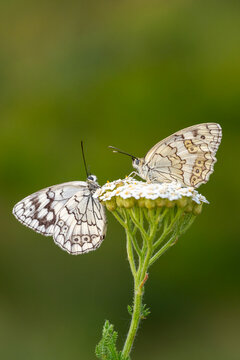 
Satyridae / Anadolu Melikesi / Balkan Marbled White / Melanargia larissa