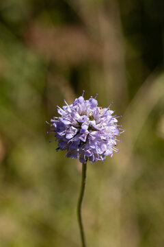 Succise des pr&eacute;s (Succisa pratensis)
Succisa pratensis in flower
