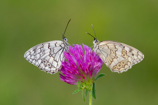 
Satyridae / Anadolu Melikesi / Balkan Marbled White / Melanargia larissa