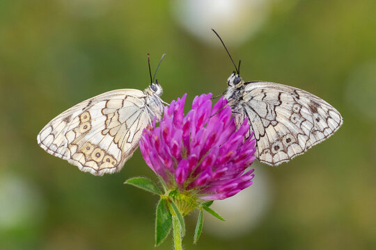 
Satyridae / Anadolu Melikesi / Balkan Marbled White / Melanargia larissa