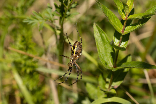 Argiope frelon --- Argiope fasci&eacute;e (Argiope bruennichi)
Argiope bruennichi in its natural element
