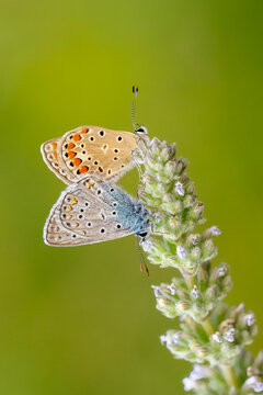 
Lycaenidae / &Ccedil;okg&ouml;zl&uuml; Mavi / Common Blue / Polyommatus icarus
