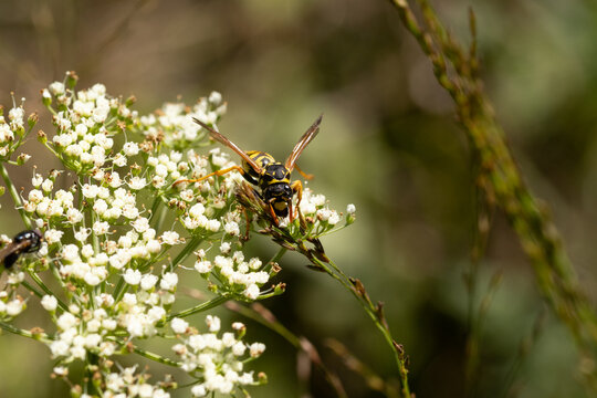 Poliste gaulois (Polistes dominula)
Polistes dominula in its natural element
