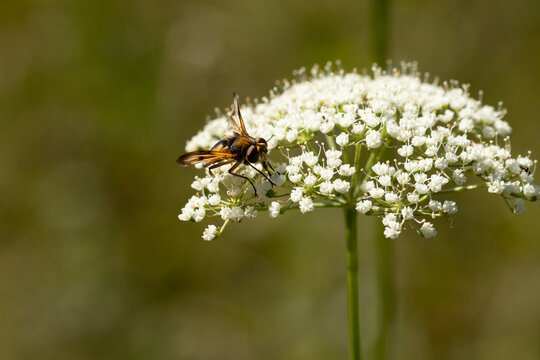 Ectophasia crassipennis
Ectophasia crassipennis in its natural element
