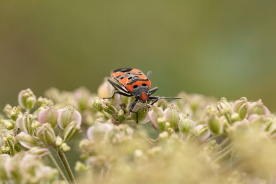 Punaise &eacute;cuy&egrave;re (Lygaeus equestris)
Lygaeus equestris in its natural element
