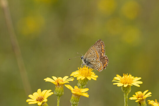 Collier de corail --- Argus brun (Aricia agestis)
Aricia agestis on an unidentified flower or plant
