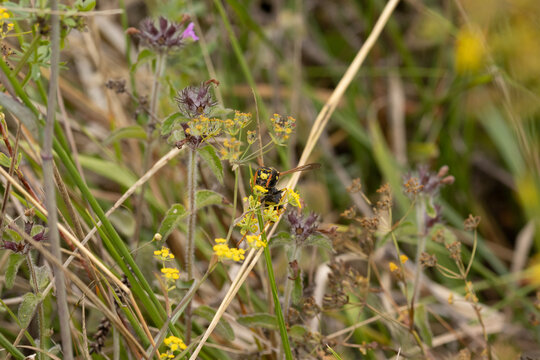 Poliste gaulois (Polistes dominula)
Polistes dominula in its natural element
