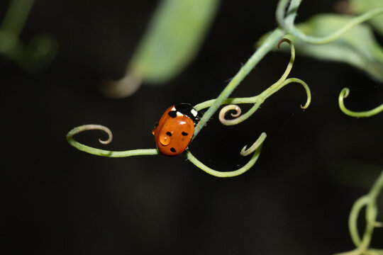 Coccinelle &agrave; Sept Points (Coccinella septempunctata)
Coccinella septempunctata on an unidentified flower or plant

