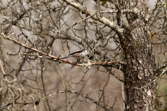 M&eacute;sange &agrave; longue queue - Orite &agrave; longue queue (Aegithalos caudatus)
Aegithalos caudatus in its natural element
