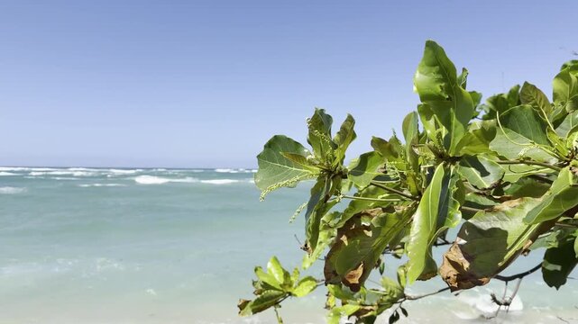 Terminalia catappa is a large tropical tree in the leadwood tree family, Combretaceae, country almond, Indian almond, Malabar almond. Kualoa Beach, Honolulu, Oahu, Hawaii. Pacific ocean