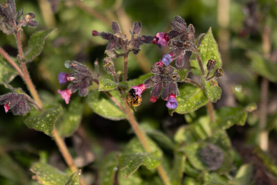 Anthophore plumeuse (Anthophora plumipes)
Anthophora plumipes on an unidentified flower or plant
