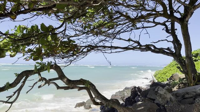Terminalia catappa is a large tropical tree in the leadwood tree family, Combretaceae, country almond, Indian almond, Malabar almond. Kualoa Beach, Honolulu, Oahu, Hawaii. Pacific ocean
