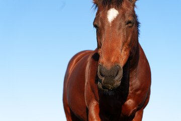Fototapeta premium Brown horse with white star closeup of head from low point of view
