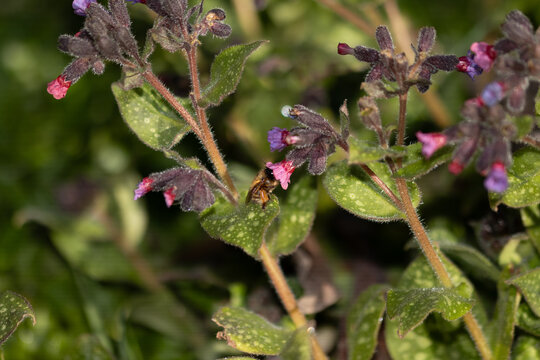Anthophore plumeuse (Anthophora plumipes)
Anthophora plumipes on an unidentified flower or plant
