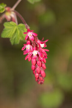 Groseillier &agrave; fleurs --- Cassis-fleur --- Groseillier sanguin (Ribes sanguineum)
Ribes sanguineum in flower
