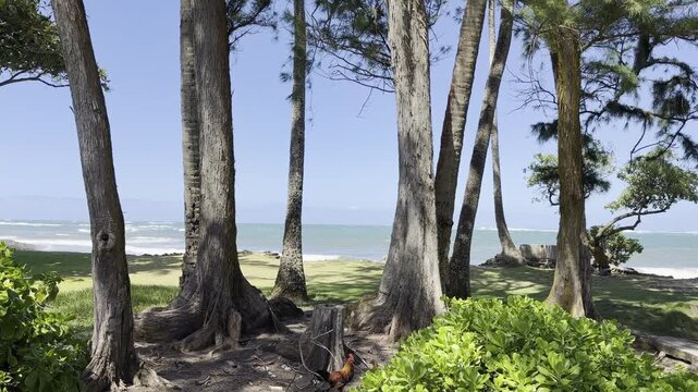 Casuarina equisetifolia, coastal she-oak, horsetail she-oak, ironwood, beach sheoak, beach casuarina, whistling tree or Australian pine, family Casuarinaceae. Kapalaoa Beach, Honolulu, Oahu, Hawaii.  