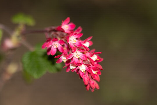 Groseillier &agrave; fleurs --- Cassis-fleur --- Groseillier sanguin (Ribes sanguineum)
Ribes sanguineum in flower
