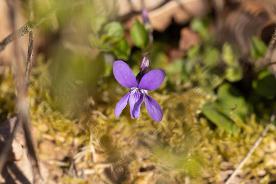 Violette odorante (Viola odorata)
Viola odorata in flower
