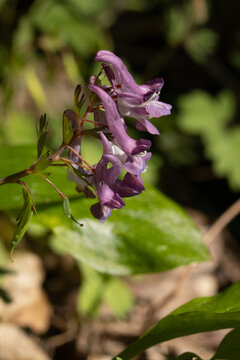 Corydale solide (Corydalis solida)
Corydalis solida in its natural element
