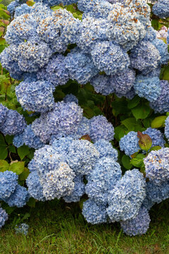 Large clusters of soft blue hydrangea flowers blooming in a lush garden during summer in Brittany, France.