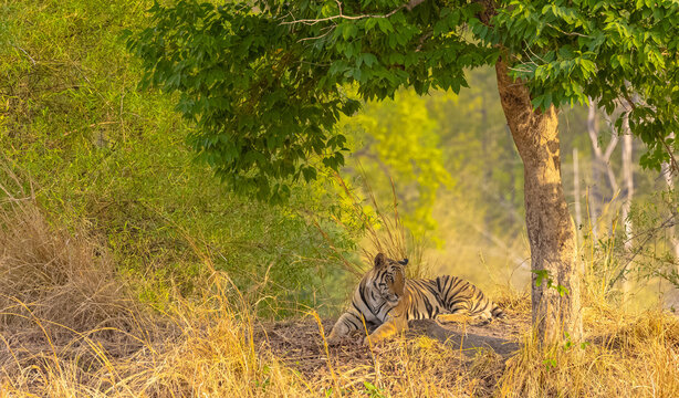 Male tiger (Panthera tigris) at the forest of bandhavgarh tiger reserve.
