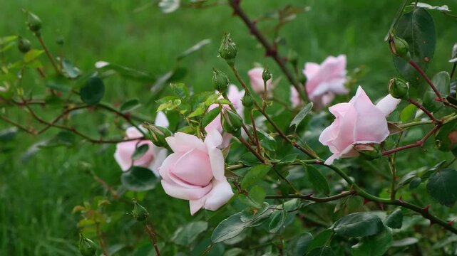Pink rose flowers blooming in the garden on green grass background close-up. Variety of bush roses is New dawn. Lush buds with a delicate fragrance. Summer nature. Floral floriculture. HQ 4k footage.