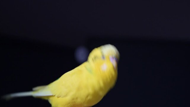 Video: A Yellow Budgerigar Relaxing Perched on Its Owner's Finger&mdash;Life with a Hand-Tamed Parrot
