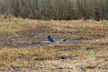 Fototapeta premium Mettmenhasli lake with reed and raven standing in puddle of water at Swiss village of Niederhasli on a gray autumn day. Photo taken December 14th, 2025, Zurich Niederhasli, Switzerland.